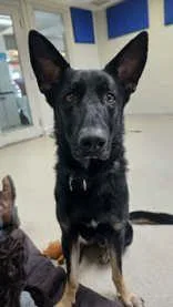 A young medium-sized male Tricolor (Brown, Black, & White) German Shepherd Dog dog named Zeddie for adoption in Manitowoc, WI