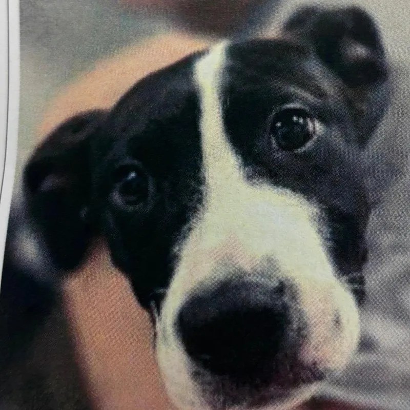 A young medium-sized female Black Mixed Breed dog named River for adoption in Newark, DE