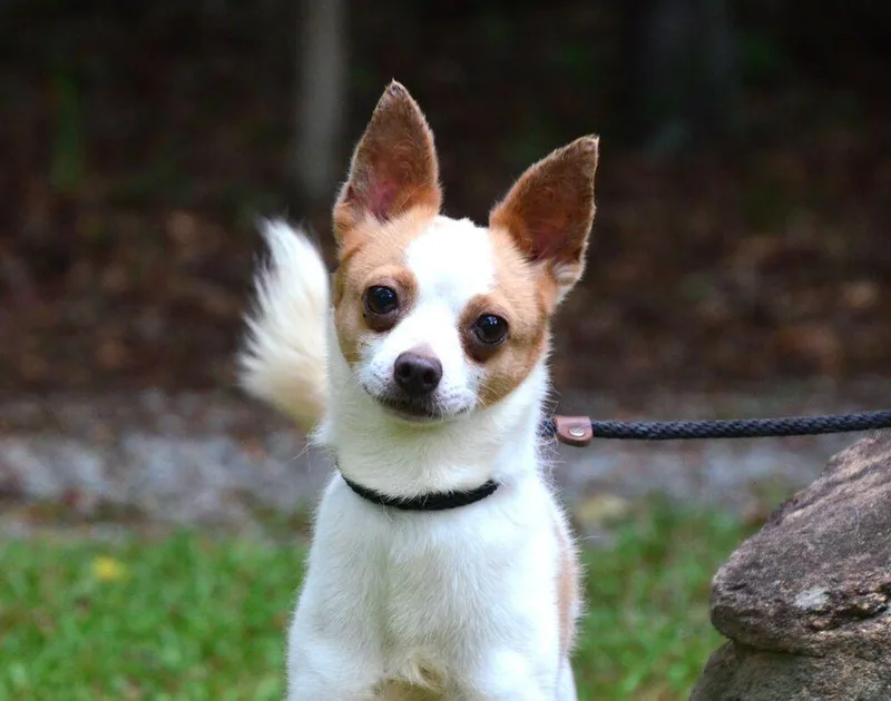 A young small-sized male Chihuahua dog named Leroy for adoption in Willingboro, NJ