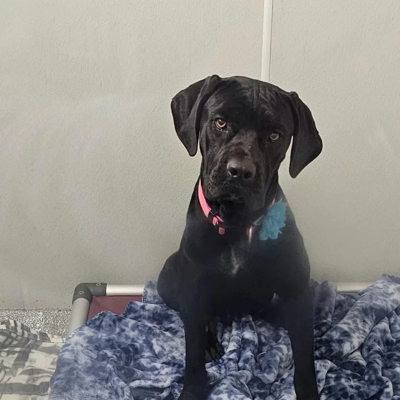 A young large-sized female Cane Corso dog named Ujo Princess for adoption in Minooka, IL