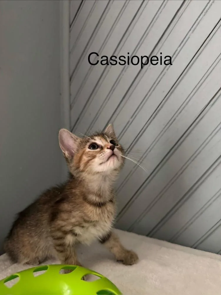 A baby small-sized female Domestic Short Hair cat named Cassiopeia for adoption in Groveland, MA