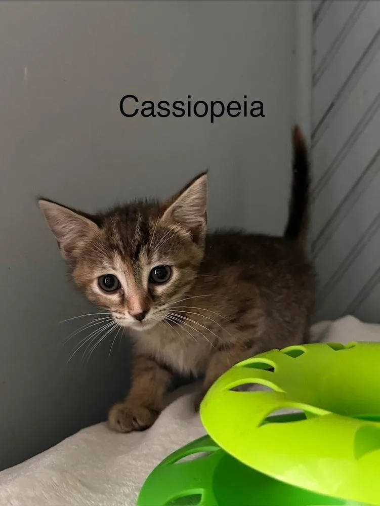 Cassiopeia thumbnail 2