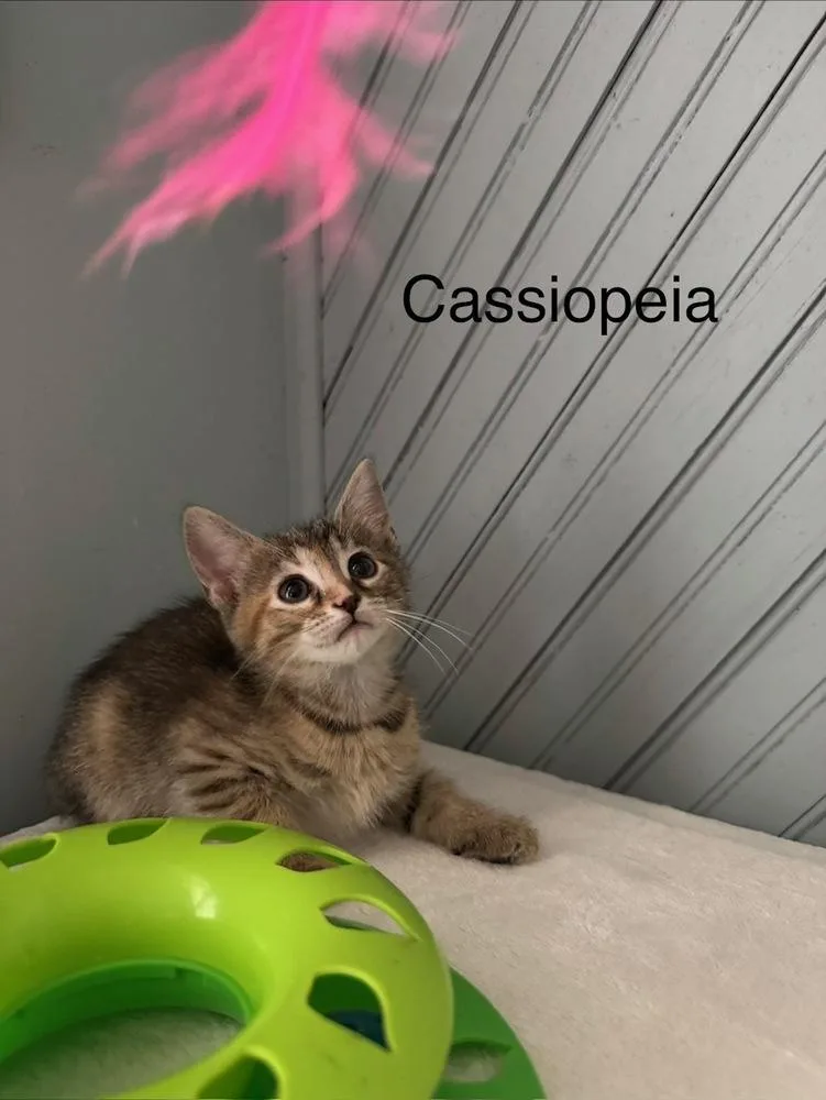 Cassiopeia thumbnail 3