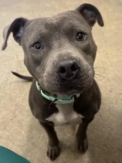 A young medium-sized male Gray / Blue / Silver Pit Bull Terrier dog named Scrappy for adoption in Cleveland, OH