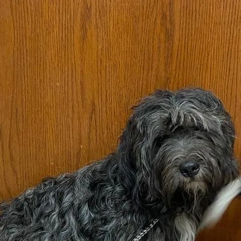A young medium-sized male Gray / Blue / Silver Mixed Breed dog named Sheldon for adoption in West Palm Beach, FL