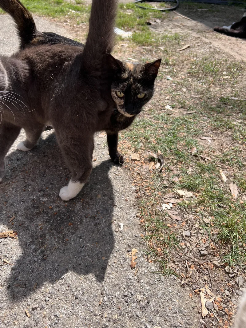 A young medium-sized female Domestic Short Hair cat named Fernanda for adoption in Randolph, AL