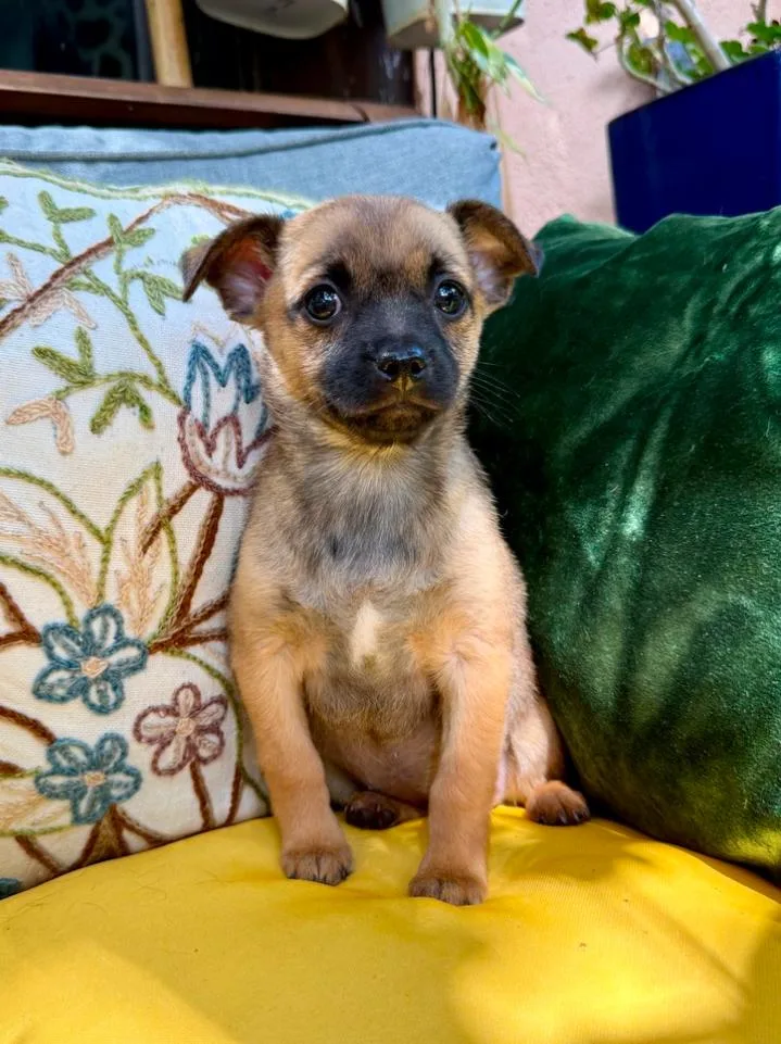 A baby small-sized female Bicolor Chihuahua dog named Topaz for adoption in Los Angeles, CA