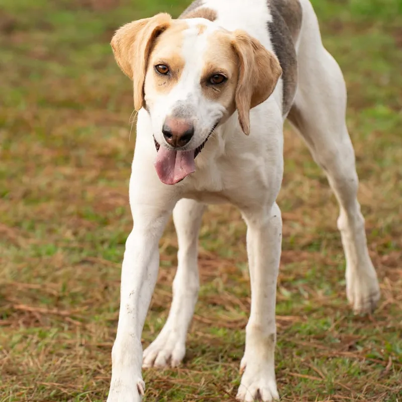 An adult medium-sized male White / Cream Mixed Breed dog named Pip for adoption in Myrtle Beach, SC