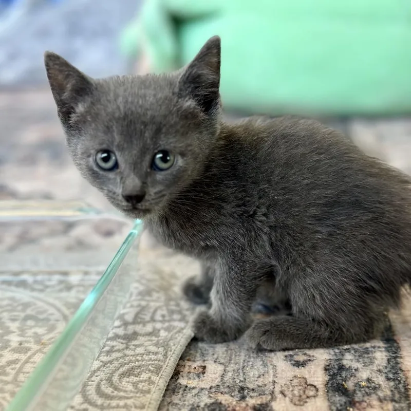 A baby small-sized male Gray / Blue / Silver Domestic Short Hair cat named Rowan for adoption in Tustin, CA