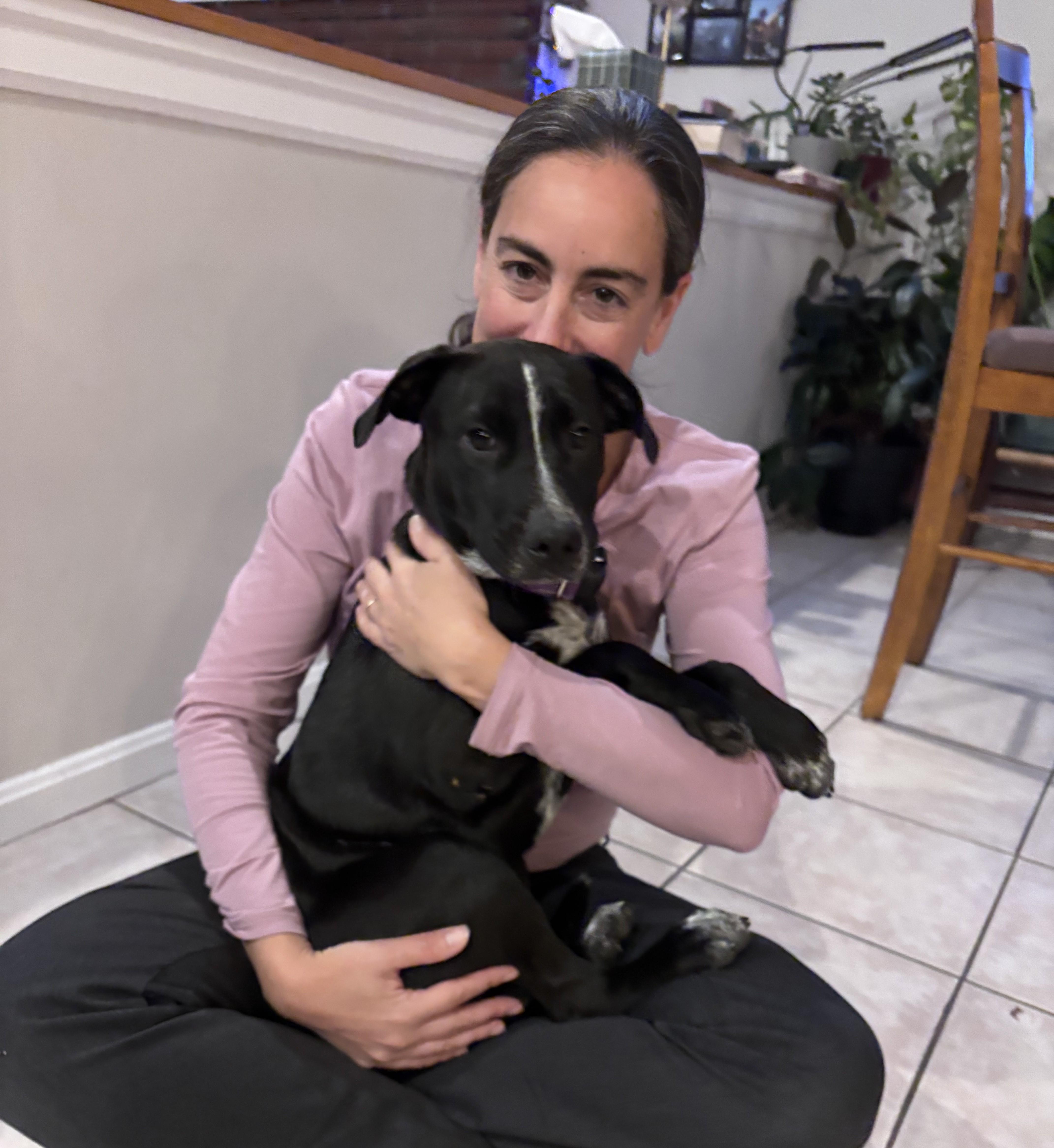 A baby medium-sized female Black Australian Cattle Dog / Blue Heeler named Skunky Success Local for adoption in Andover, MA