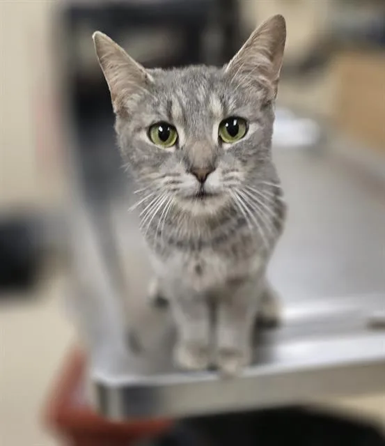 A young small-sized female Domestic Short Hair cat named Koala for adoption in Aliquippa, PA
