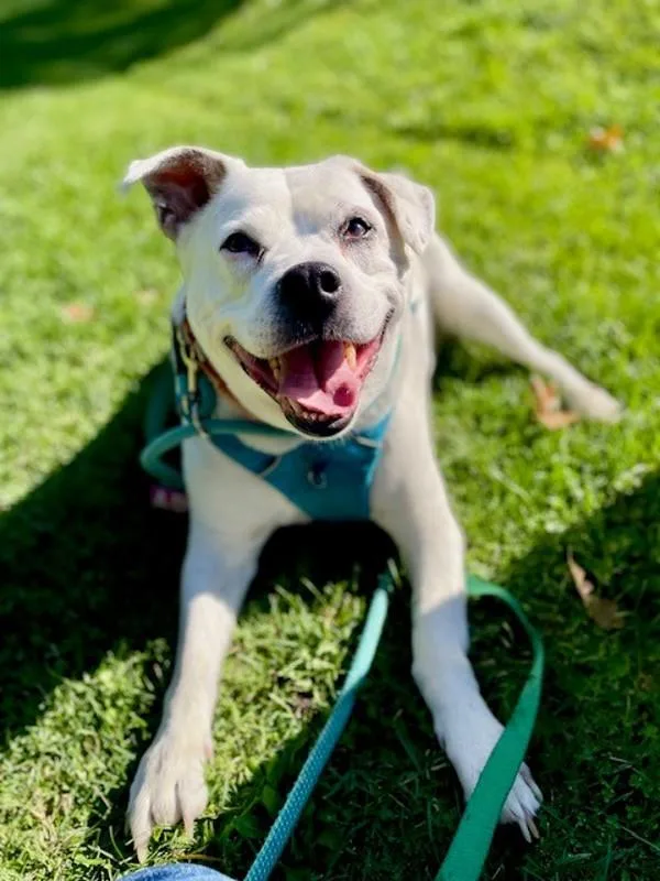An adult large-sized male Pit Bull Terrier dog named Sylvester for adoption in Salt Lake City, UT
