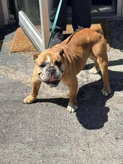 An adult medium-sized female English Bulldog dog named Maizee for adoption in Hobart, IN