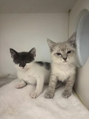 A baby small-sized male Domestic Short Hair cat named Sarge for adoption in Manteo, NC