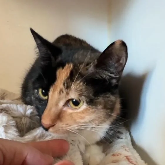 A young medium-sized female Calico Domestic Short Hair cat named Zyn for adoption in Riverside, CA