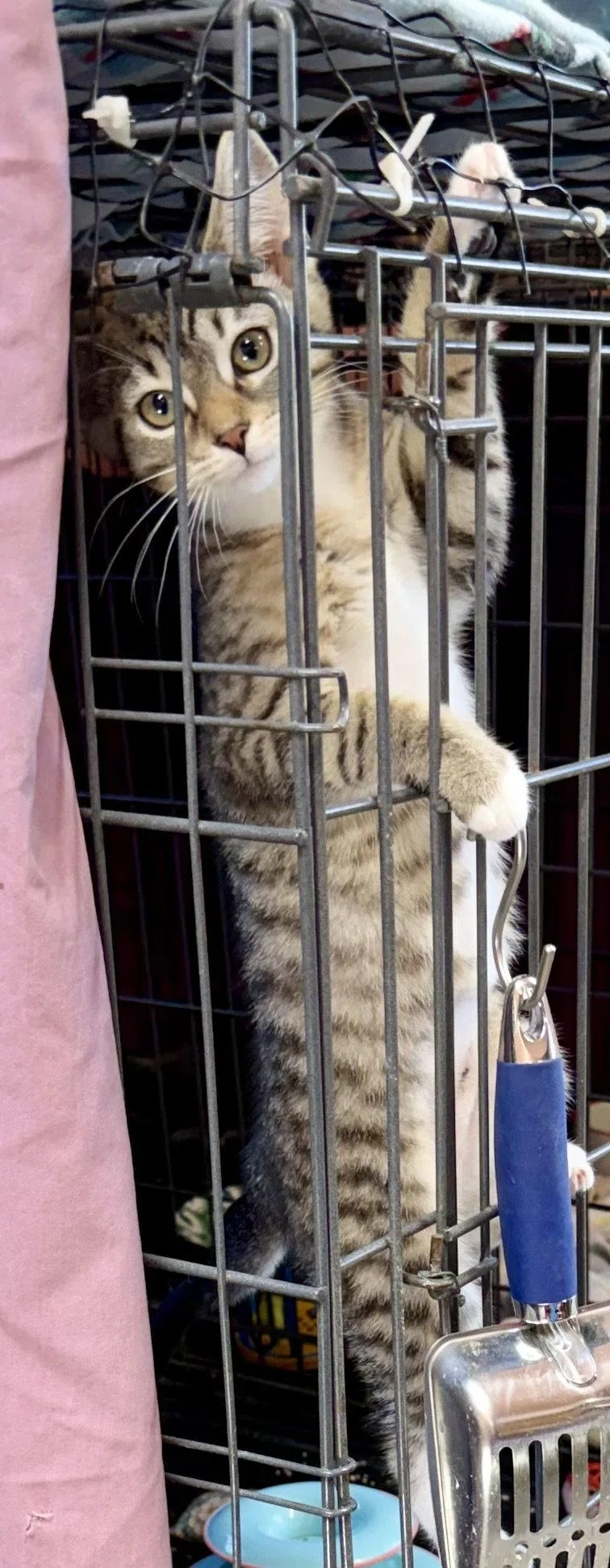 A baby medium-sized female Tabby cat named Shirley for adoption in Maywood, IL