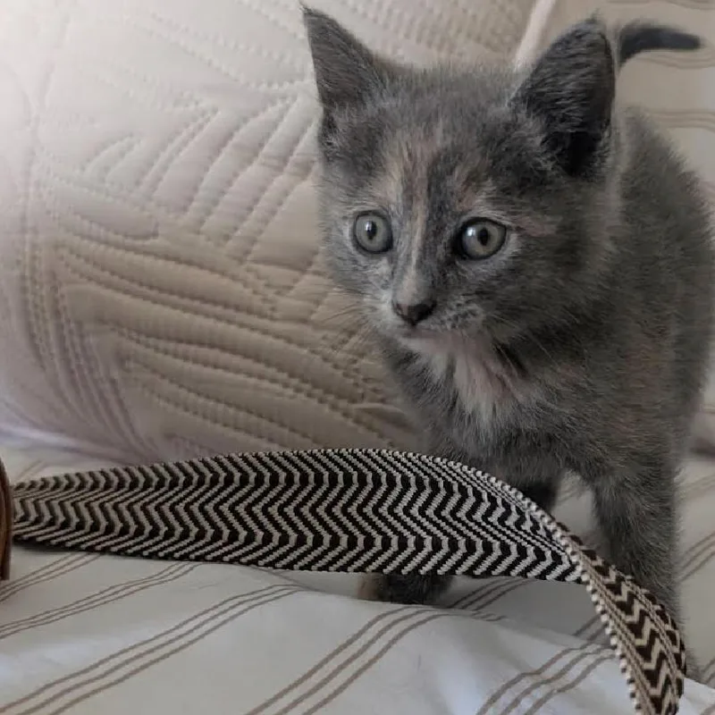 A baby small-sized female Gray / Blue / Silver Domestic Short Hair cat named Colt for adoption in League City, TX