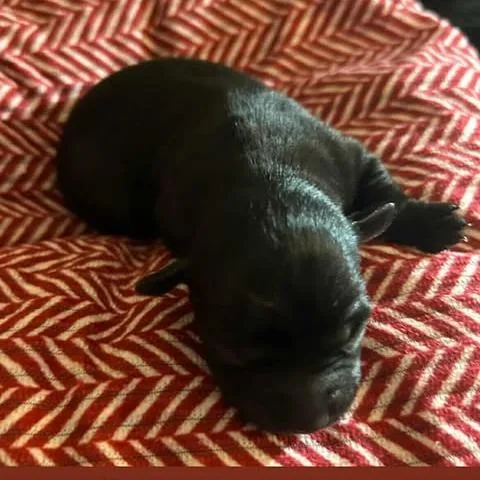 Nolan Legacy thumbnail 3