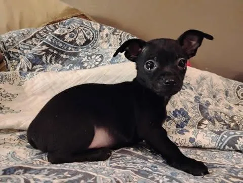 A baby small-sized male Black Chihuahua dog named Nolan Legacy for adoption in Zuni, VA