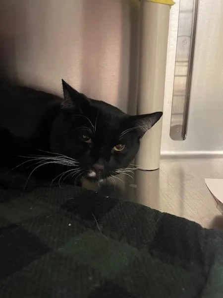 A young small-sized male Domestic Short Hair cat named Blue for adoption in Vancouver, WA
