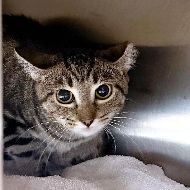 A baby medium-sized female Brown / Chocolate Domestic Short Hair cat named Spitz for adoption in Kennebunk, ME