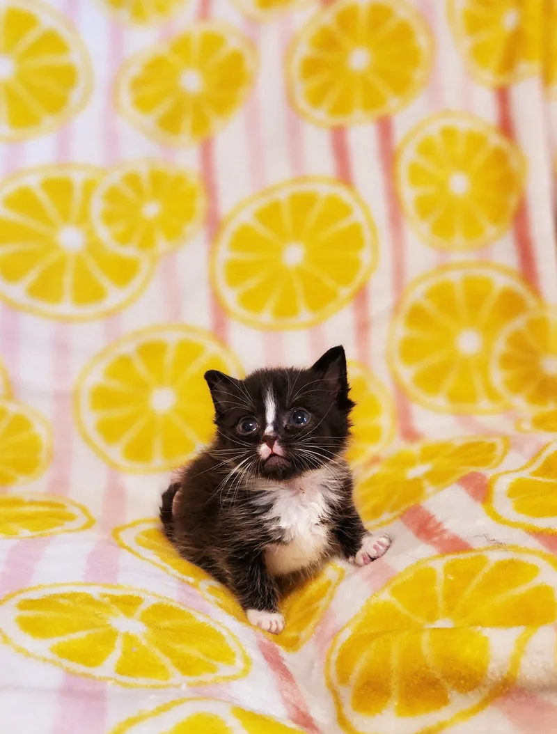 A baby small-sized male Black & White / Tuxedo Domestic Short Hair cat named Figaro for adoption in Charlotte, NC