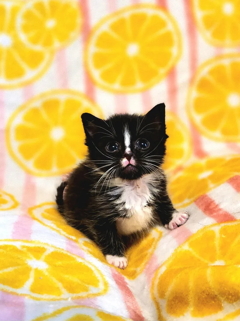 Figaro thumbnail 2