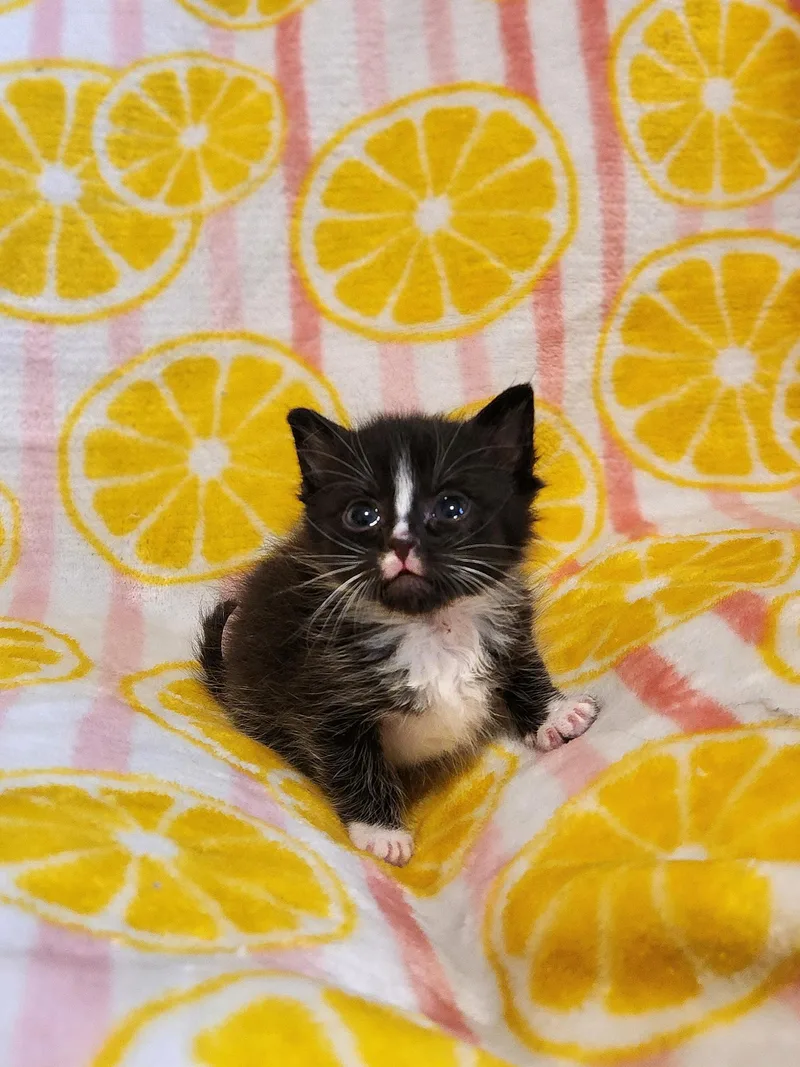 Figaro thumbnail 3