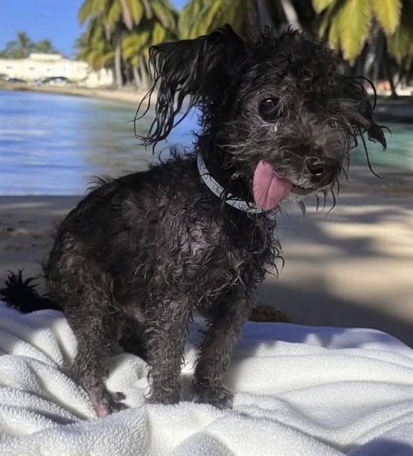 A senior small-sized male Maltese dog named Dudley for adoption in Castaic, CA