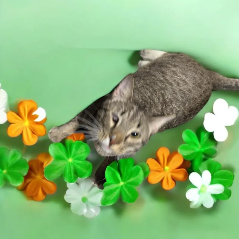 A baby small-sized male Domestic Short Hair cat named Hercules for adoption in Gonzales, LA