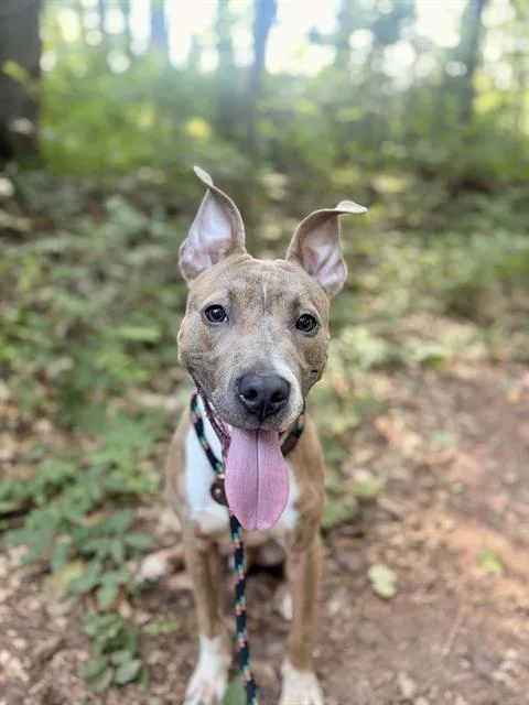A young medium-sized male Pit Bull Terrier dog named Aiden for adoption in Charlotte, NC