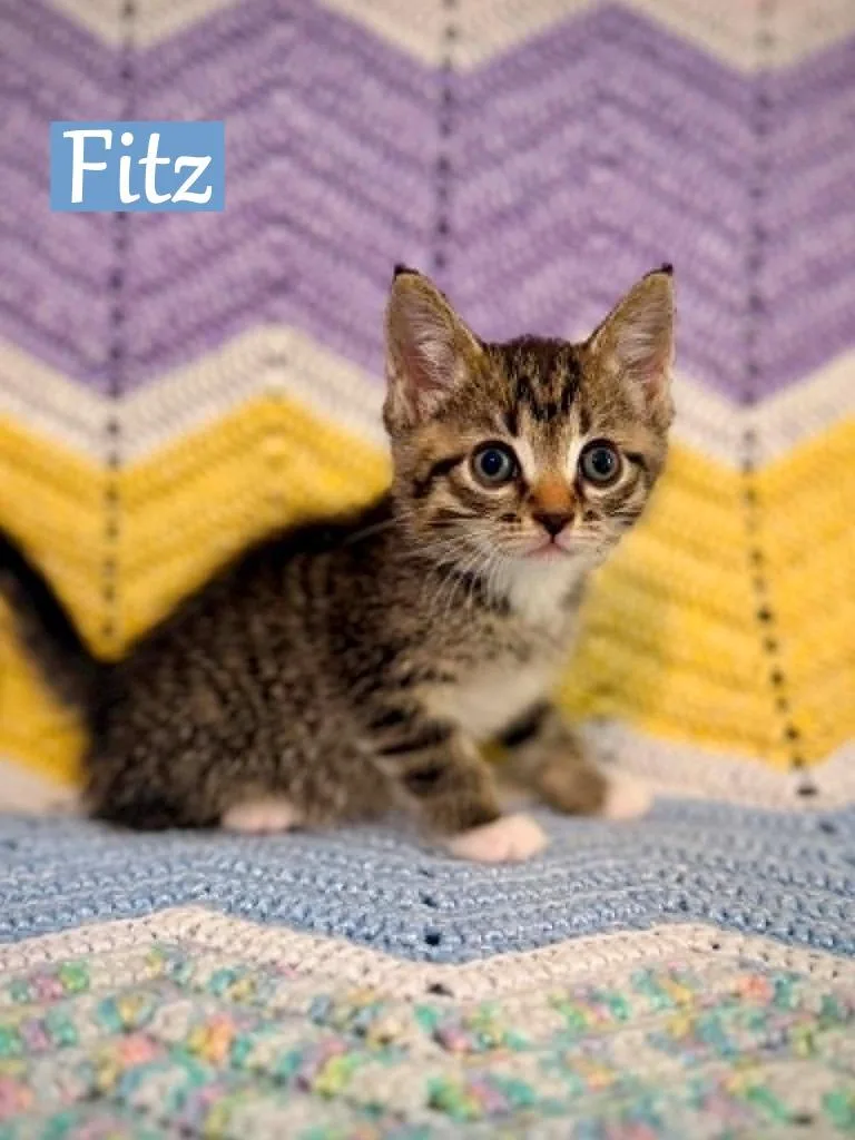A baby medium-sized male Domestic Short Hair cat named Fitz for adoption in Hoover , AL
