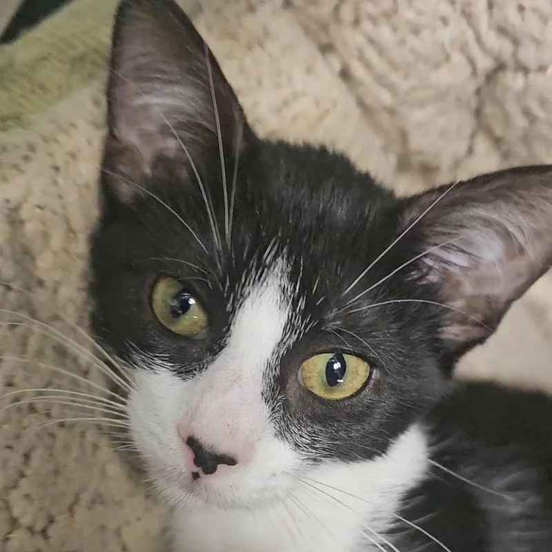 A baby small-sized female Black Domestic Short Hair cat named Olive for adoption in Columbus, NC
