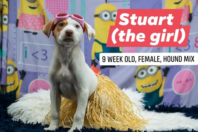 Stuart The Girl thumbnail 2