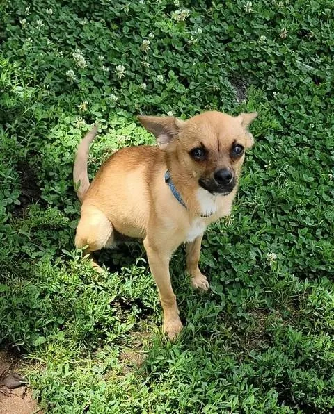 An adult small-sized male Bicolor Chihuahua dog named Michael for adoption in Van Alstyne, TX