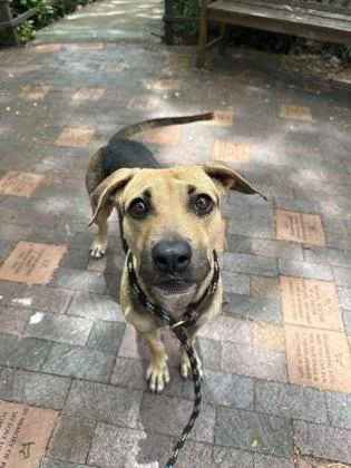 An adult medium-sized female Black Mouth Cur dog named Patsy for adoption in Honolulu, HI