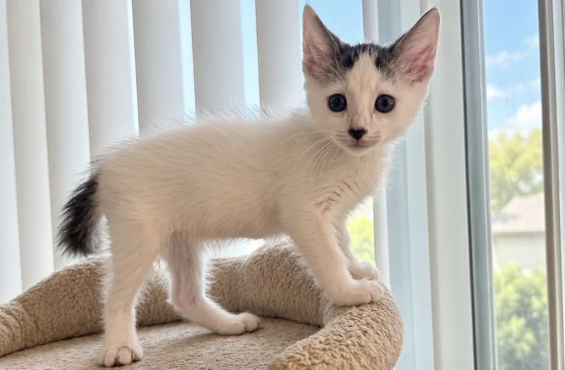 A baby medium-sized male Black & White / Tuxedo Domestic Short Hair cat named Curly Cat for adoption in Wyandotte, MI
