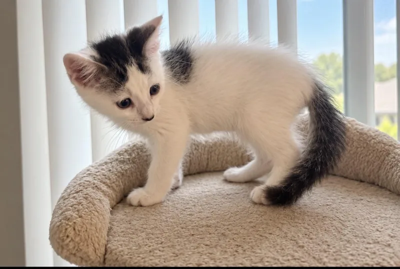 Curly Cat thumbnail 2