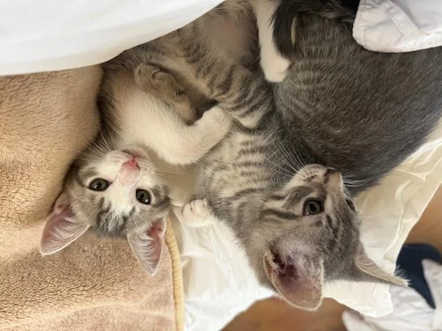 A baby small-sized male Gray / Blue / Silver Domestic Short Hair cat named Jojo for adoption in La Jolla, CA