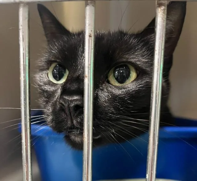 An adult medium-sized female Black Domestic Short Hair cat named Toothless for adoption in Webster City, IA