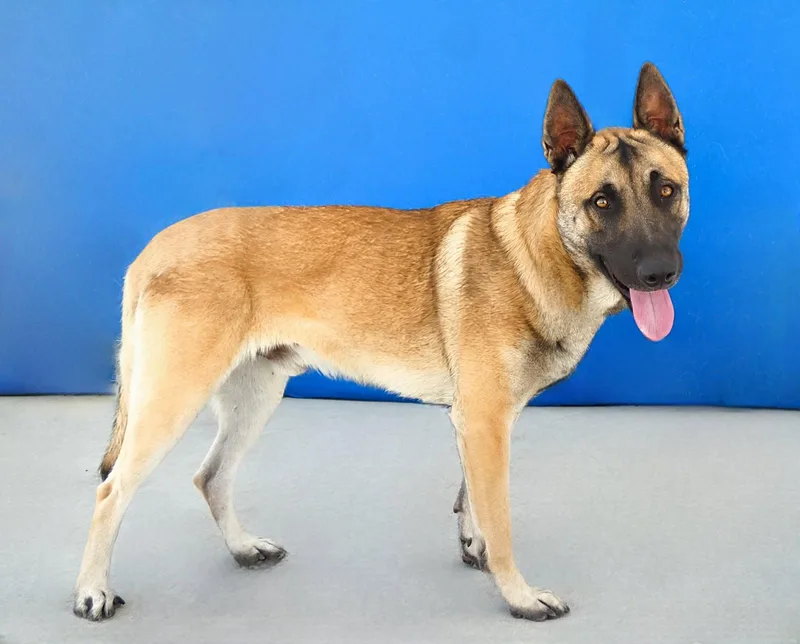 An adult medium-sized male German Shepherd Dog dog named Wyatt for adoption in Pasadena, CA