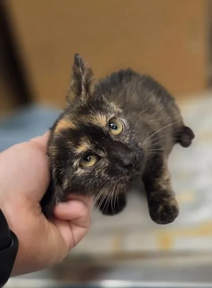 A baby small-sized female Domestic Short Hair cat named Dot Cake for adoption in Westland, MI