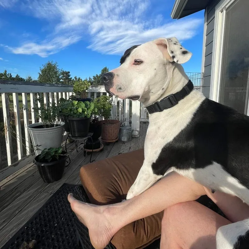 A young medium-sized female White / Cream American Staffordshire Terrier dog named Piper for adoption in Parker, CO