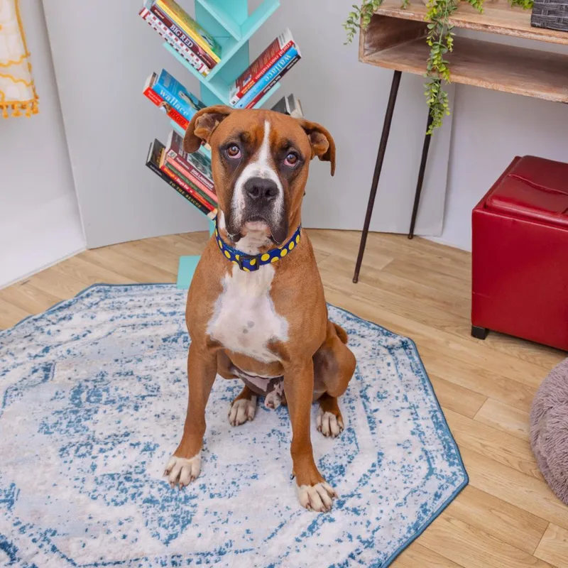 An adult large-sized male Brown / Chocolate Boxer dog named Riggins for adoption in Kanab, UT