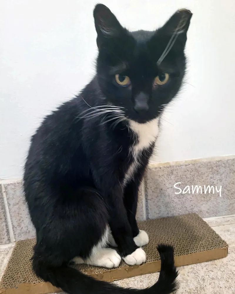 An adult large-sized male Black & White / Tuxedo Domestic Short Hair cat named Sammy for adoption in Chicago, IL