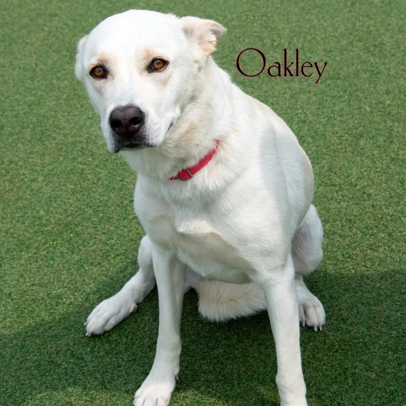 Oakley
