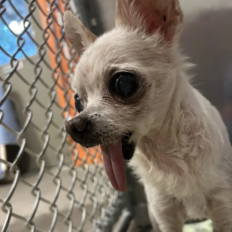 A senior small-sized female White / Cream Chihuahua dog named Willow for adoption in Pensacola, FL