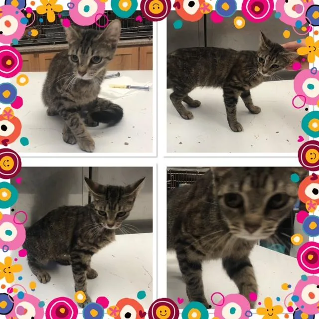 A young small-sized male Tabby (Brown / Chocolate) Domestic Short Hair cat named Sable for adoption in Buckhannon, WV