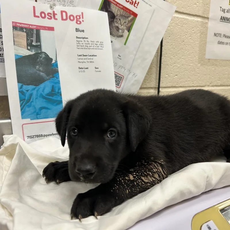 A young small-sized male Black Mixed Breed dog named Ace for adoption in Memphis, TN