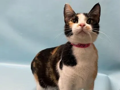 An adult small-sized female Domestic Short Hair cat named Curry for adoption in Coon Rapids, MN